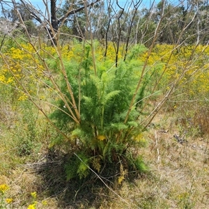 Foeniculum vulgare at Hume, ACT - 23 Nov 2024 12:00 PM