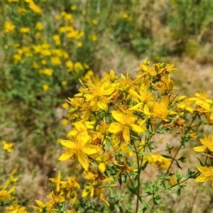 Hypericum perforatum at Hume, ACT - 23 Nov 2024 11:57 AM