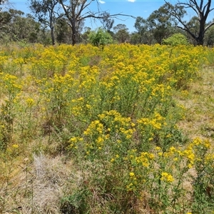 Hypericum perforatum at Hume, ACT - 23 Nov 2024 11:57 AM