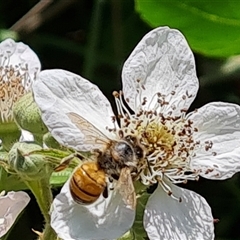 Apis mellifera (European honey bee) at Hume, ACT - 23 Nov 2024 by Mike