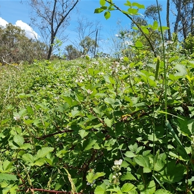 Rubus anglocandicans (Blackberry) at Hume, ACT - 23 Nov 2024 by Mike