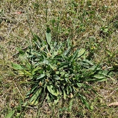 Plantago lanceolata (Ribwort Plantain, Lamb's Tongues) at Deakin, ACT - 23 Nov 2024 by Mike