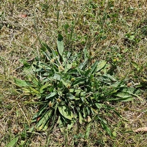 Plantago lanceolata at Deakin, ACT - 23 Nov 2024 11:19 AM