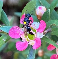 Hylaeus sp. (genus) (A masked bee) at Jerrabomberra, NSW - 23 Nov 2024 by SteveBorkowskis