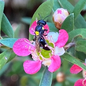 Hylaeus sp. (genus) at Jerrabomberra, NSW - suppressed