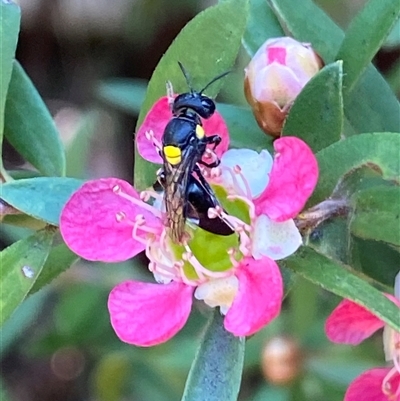 Hylaeus sp. (genus) (A masked bee) at Jerrabomberra, NSW - 23 Nov 2024 by SteveBorkowskis