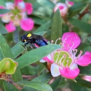 Hylaeus sp. (genus) at Jerrabomberra, NSW - suppressed