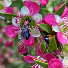 Callomelitta picta at Jerrabomberra, NSW - 23 Nov 2024 by SteveBorkowskis