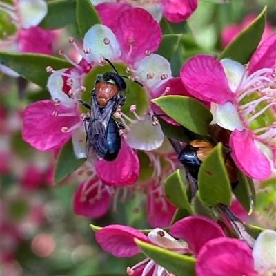 Callomelitta picta at Jerrabomberra, NSW - 23 Nov 2024 by SteveBorkowskis