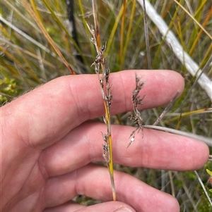 Machaerina gunnii (Slender Twig-rush) at Cotter River, ACT by nathkay