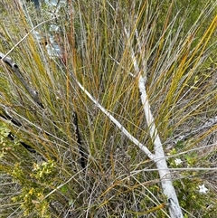 Machaerina gunnii at Cotter River, ACT - 20 Nov 2024 12:26 PM