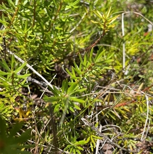 Persoonia chamaepeuce at Cotter River, ACT - 20 Nov 2024