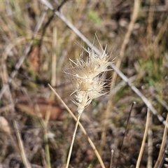 Rytidosperma sp. (Wallaby Grass) at Hawker, ACT - 22 Nov 2024 by sangio7