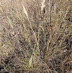 Rytidosperma sp. at Hawker, ACT - 23 Nov 2024