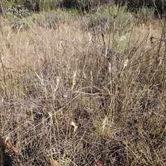 Rytidosperma sp. at Hawker, ACT - 23 Nov 2024