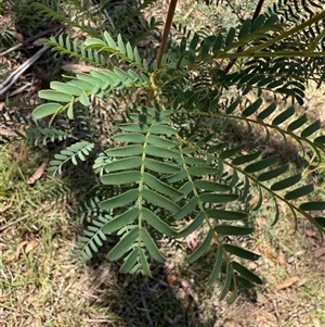 Acacia elata at Murrumbateman, NSW - 23 Nov 2024 11:02 AM