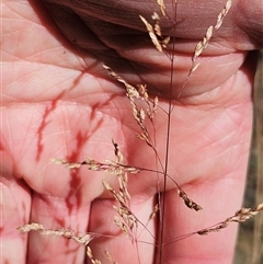 Poa sieberiana var. sieberiana at Hawker, ACT - 23 Nov 2024