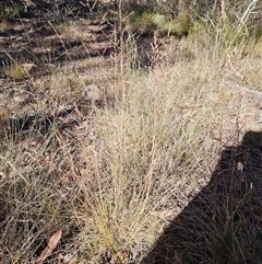 Poa sieberiana var. sieberiana at Hawker, ACT - 23 Nov 2024 09:06 AM