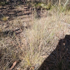 Poa sieberiana var. sieberiana at Hawker, ACT - 23 Nov 2024