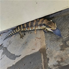 Tiliqua scincoides scincoides at Braidwood, NSW - 23 Nov 2024 01:05 PM