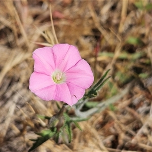 Convolvulus angustissimus subsp. angustissimus at Hawker, ACT - 23 Nov 2024 09:21 AM