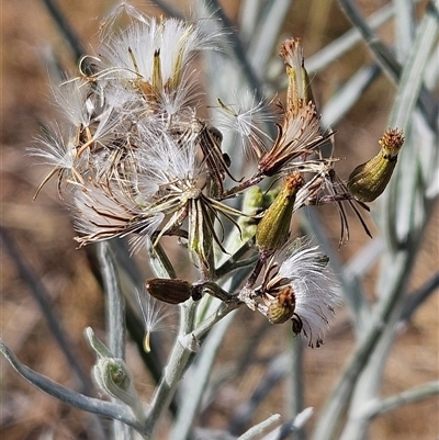 Senecio quadridentatus (Cotton Fireweed) at Hawker, ACT - 22 Nov 2024 by sangio7