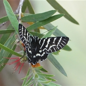 Comocrus behri (Mistletoe Day Moth) at Hall, ACT by Anna123