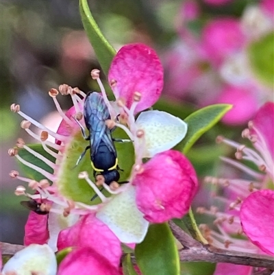 Hylaeus (Gnathoprosopoides) bituberculatus (Hylaeine colletid bee) at Jerrabomberra, NSW - 23 Nov 2024 by SteveBorkowskis