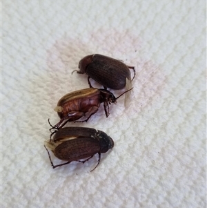 Sericesthis sp. (genus) at Belconnen, ACT - 22 Nov 2024