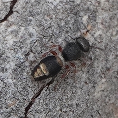 Mutillidae (family) (Unidentified Mutillid wasp or velvet ant) at Hall, ACT - 21 Nov 2024 by Anna123