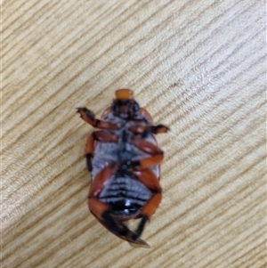 Anoplognathus montanus at Belconnen, ACT - 22 Nov 2024