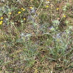 Eryngium ovinum at Crace, ACT - 21 Nov 2024