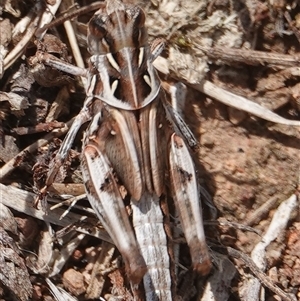 Oedaleus australis at Hall, ACT - 20 Nov 2024 11:49 AM