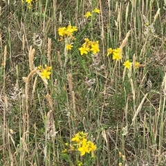 Hypericum perforatum (St John's Wort) at Crace, ACT - 21 Nov 2024 by Woozlecat