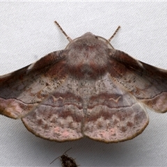 Oenochroma turneri (Turners Wine Moth) at Bulli, NSW - 22 Nov 2024 by jb2602