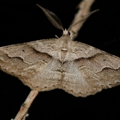 Syneora fractata (Ennominae) at Freshwater Creek, VIC - 14 Jul 2020 by WendyEM