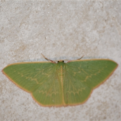 Chlorocoma dichloraria (Guenee's or Double-fringed Emerald) at Freshwater Creek, VIC - 14 Jul 2020 by WendyEM