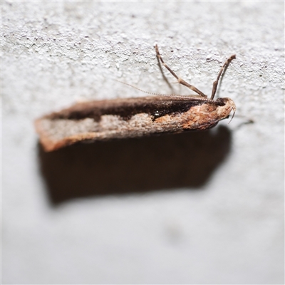 Leptocroca sanguinolenta (A Concealer moth) at Freshwater Creek, VIC - 17 Jul 2020 by WendyEM