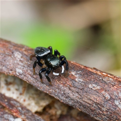 Unverified Jumping or peacock spider (Salticidae) at  - suppressed by DPRees125