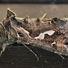 Chrysodeixis argentifera (Tobacco Looper) at Wamboin, NSW - 23 Nov 2024 by Wolfdogg