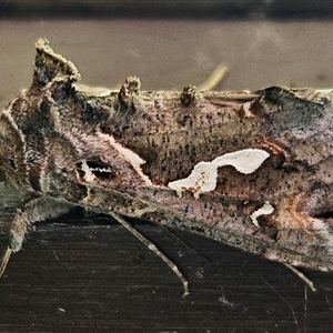 Chrysodeixis argentifera (Tobacco Looper) at Wamboin, NSW by Wolfdogg