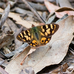 Argynnina cyrila (Forest Brown, Cyril's Brown) at Cotter River, ACT - 22 Nov 2024 by DPRees125