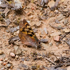 Argynnina cyrila at Cotter River, ACT - 22 Nov 2024 01:21 PM