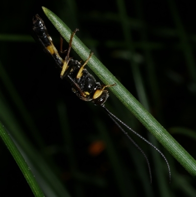 Ichneumonoidea (Superfamily) at Freshwater Creek, VIC - 29 Jul 2020 by WendyEM