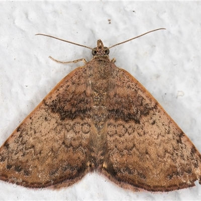 Chrysolarentia mecynata (Mecynata Carpet Moth) at Melba, ACT - 20 Nov 2024 by kasiaaus