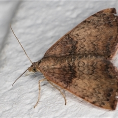 Chrysolarentia mecynata at Melba, ACT - 20 Nov 2024