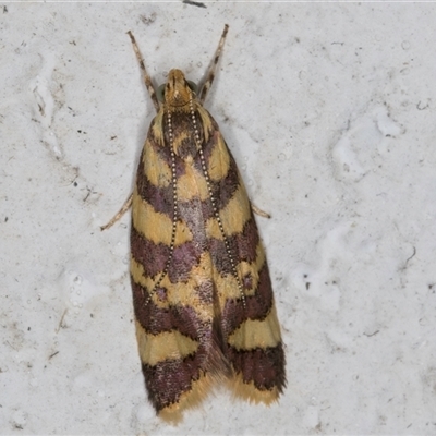 Tisobarica thyteria (A concealer moth) at Melba, ACT - 20 Nov 2024 by kasiaaus