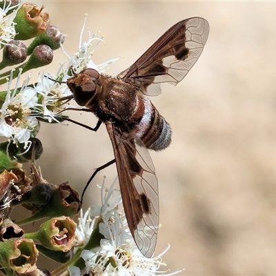 Bombyliidae (family) at West Wodonga, VIC - 22 Nov 2024 by KylieWaldon