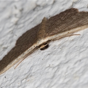 Idaea costaria at Melba, ACT - 20 Nov 2024