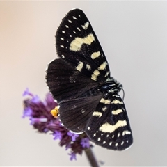 Phalaenoides tristifica (Willow-herb Day-moth) at Googong, NSW - 22 Nov 2024 by lizpaul376